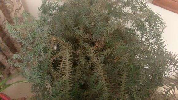 这个澳洲杉盆景是怎么了