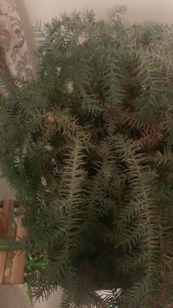 这个澳洲杉盆景是怎么了