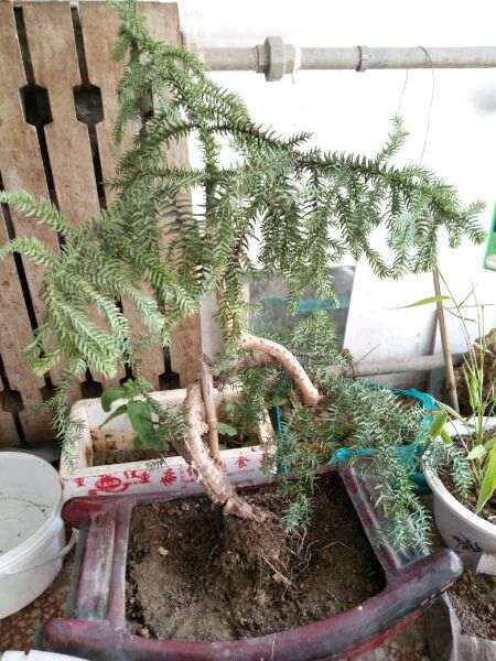 澳洲杉盆景1个月没浇水