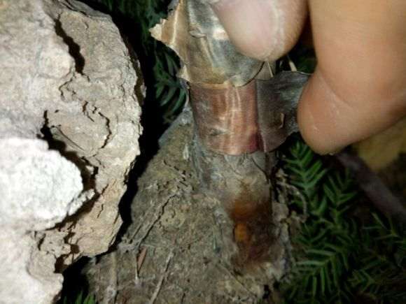 澳洲杉盆景1个月没浇水