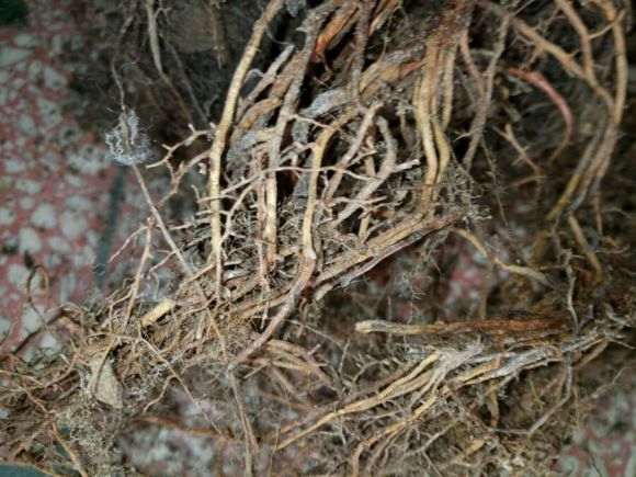 澳洲杉盆景1个月没浇水