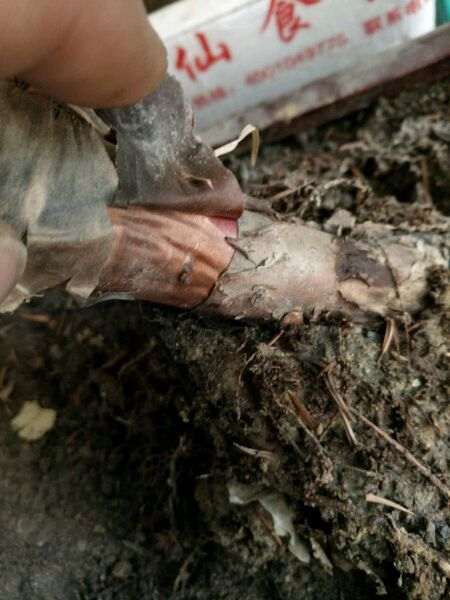 澳洲杉盆景1个月没浇水