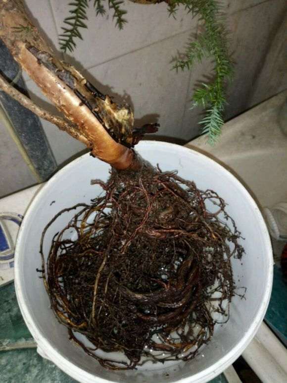 澳洲杉盆景1个月没浇水