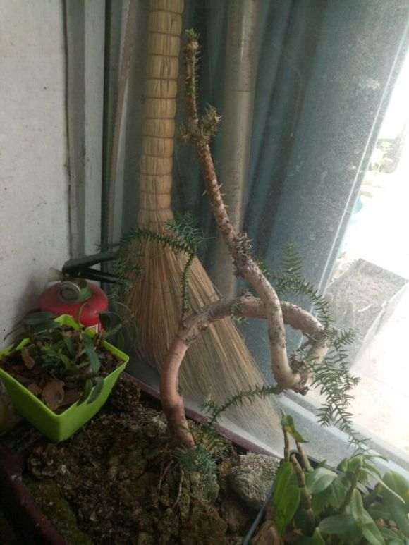 澳洲杉盆景1个月没浇水