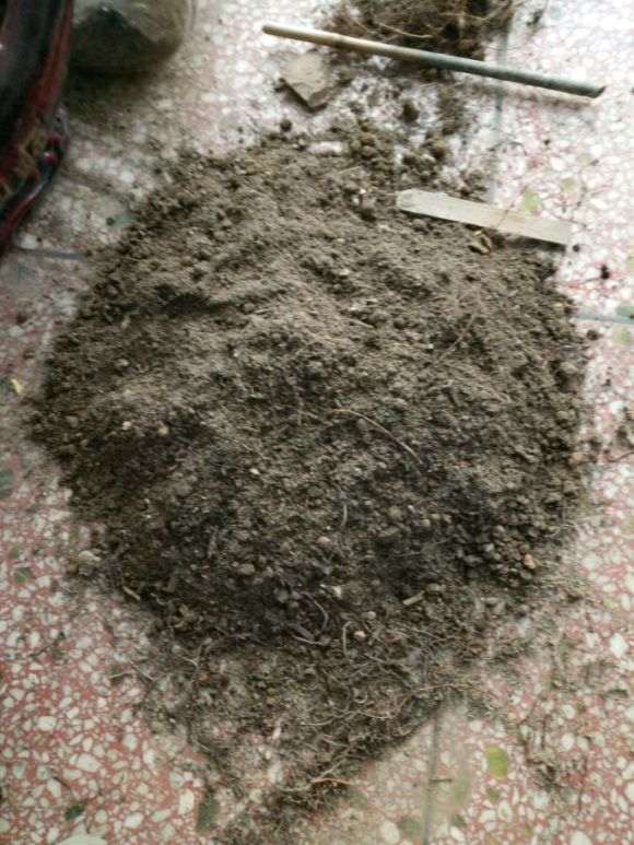 澳洲杉盆景1个月没浇水