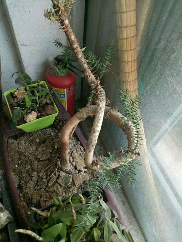 澳洲杉盆景1个月没浇水