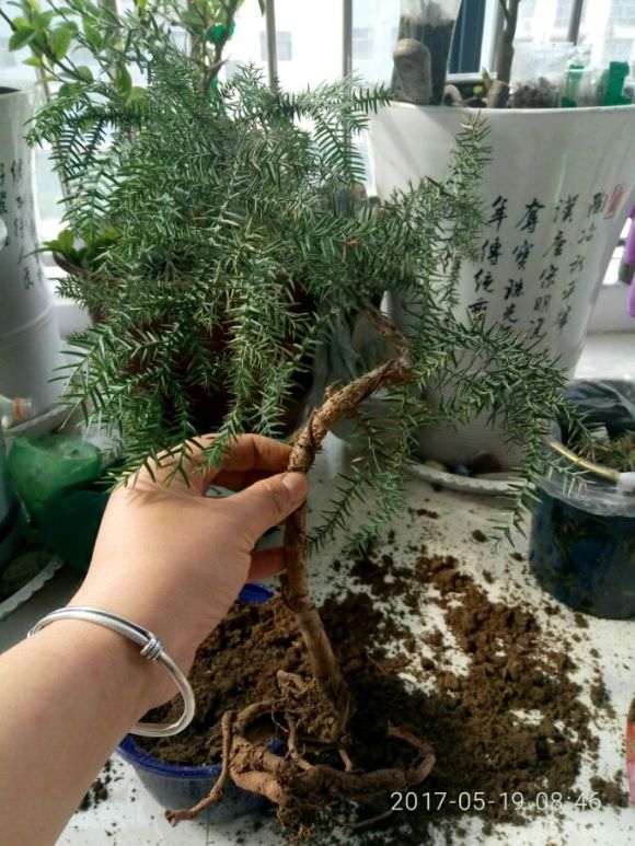 澳洲杉盆景1个月没浇水