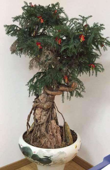 澳洲杉盆景枯叶了