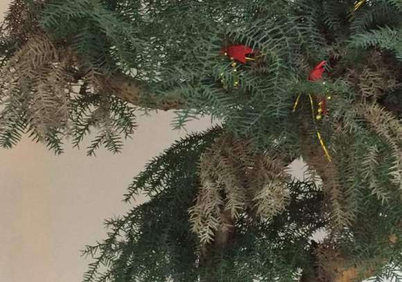 澳洲杉盆景枯叶了