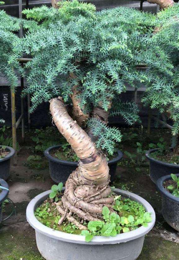 这两盆澳洲杉盆景