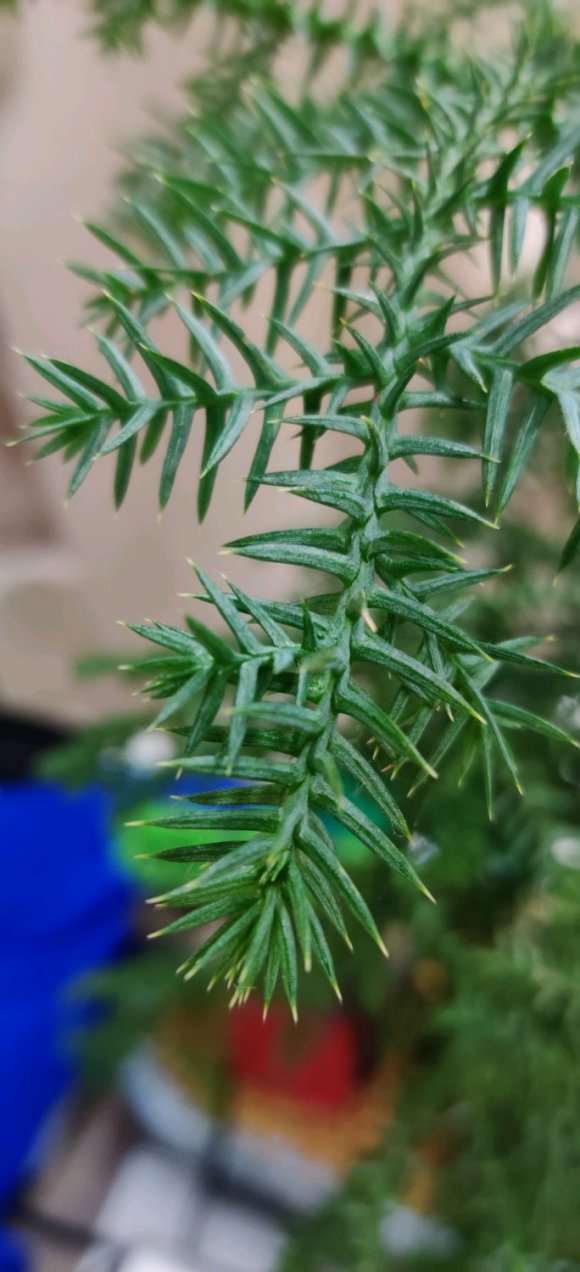 澳洲杉盆景叶子顶端 有点发黄 怎么办