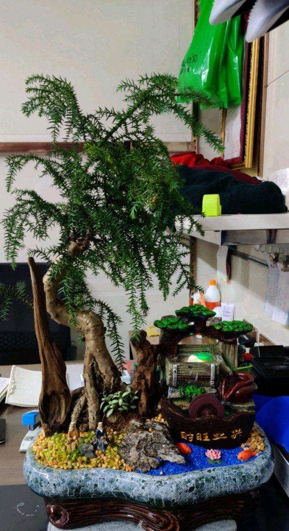 澳洲杉盆景叶子顶端 有点发黄 怎么办