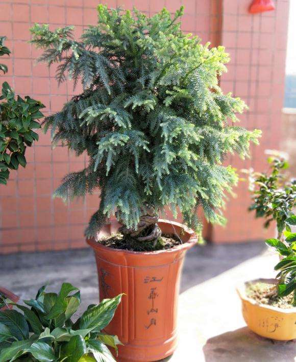 澳洲松盆景要怎样修剪