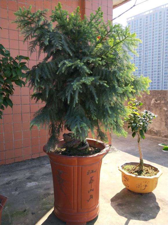 澳洲松盆景要怎样修剪