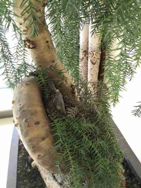 澳洲杉盆景黑的地方一碰就折了