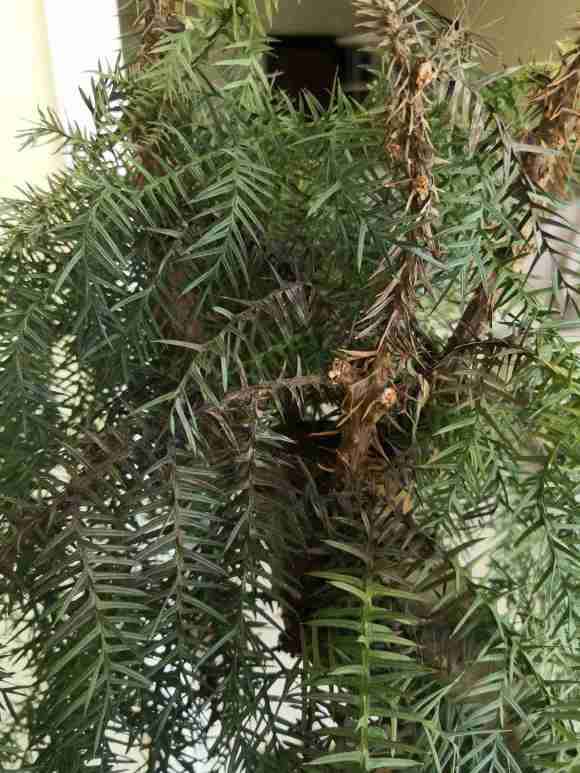 澳洲杉盆景黑的地方一碰就折了