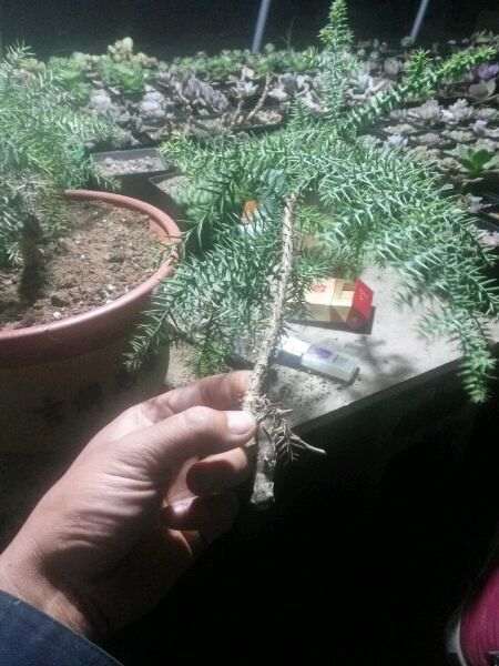 关于澳洲杉怎么扦插的方法