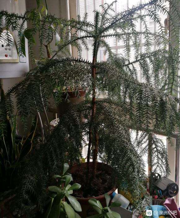 澳洲杉盆景从小苗养的