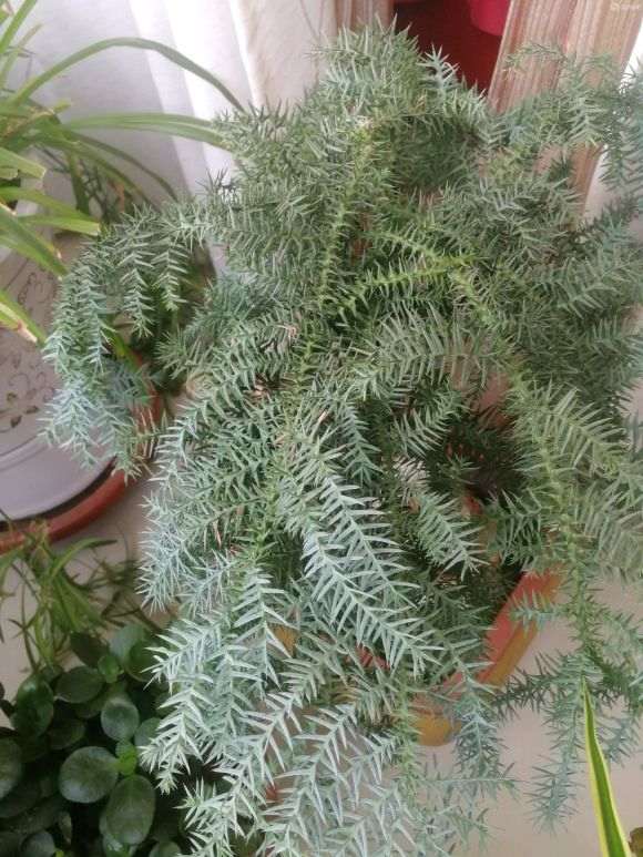 澳洲杉盆景叶子为什么发白