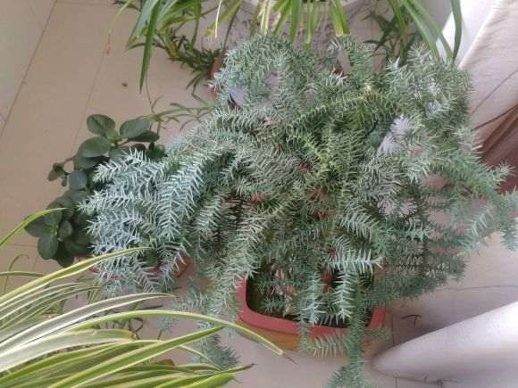 澳洲杉盆景叶子为什么发白