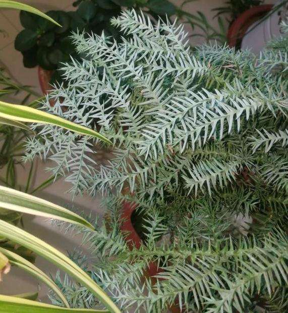 澳洲杉盆景叶子为什么发白