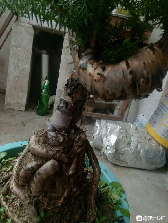 直径5厘米的澳洲杉盆景