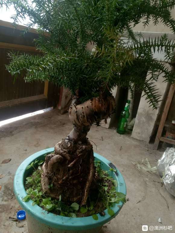 直径5厘米的澳洲杉盆景