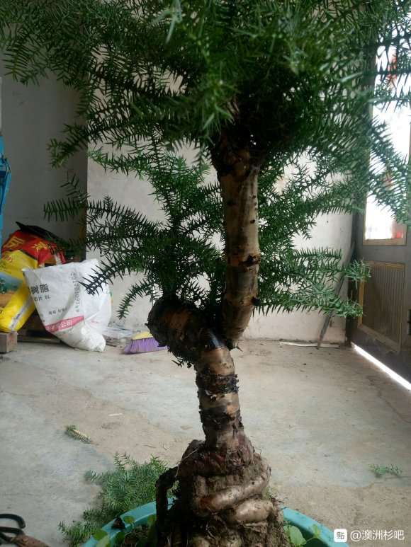 直径5厘米的澳洲杉盆景