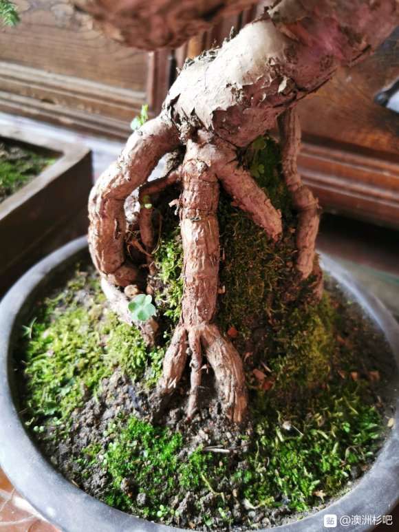 澳洲杉盆景换盆后