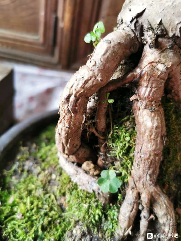 澳洲杉盆景换盆后