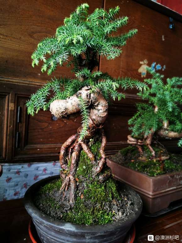 澳洲杉盆景换盆后