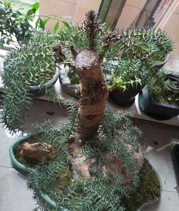 澳洲松盆景开始枯萎了