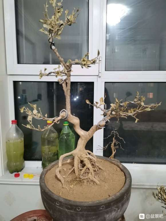 北方阳台怎么养护盆景的方法