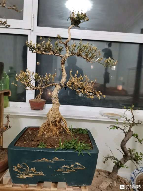 北方阳台怎么养护盆景的方法