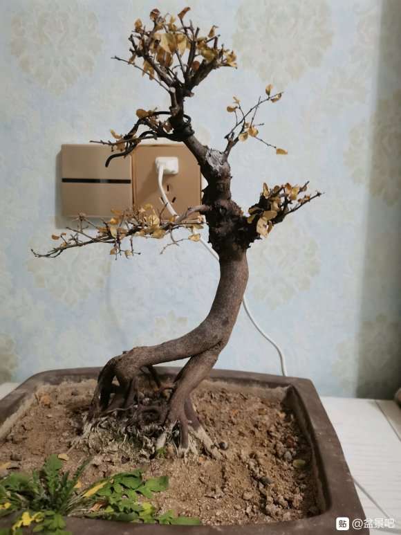 北方阳台怎么养护盆景的方法