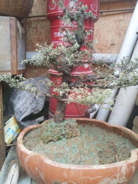 落叶松下山桩 浇水过多