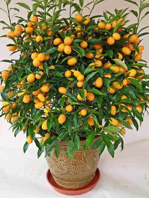 为什么盆栽脆皮金桔要注意这3点