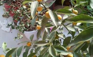 金桔盆栽黄了 怎么办 图片