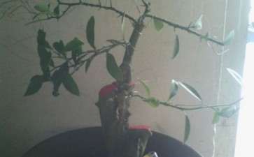 搞一棵野生金桔盆栽 怎么样 图片