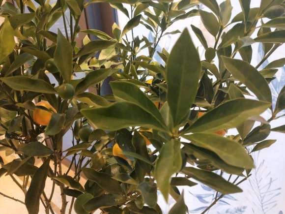 金桔树盆景叶子抽抽