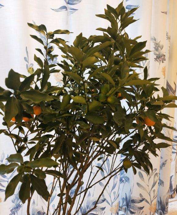 金桔树盆景叶子抽抽