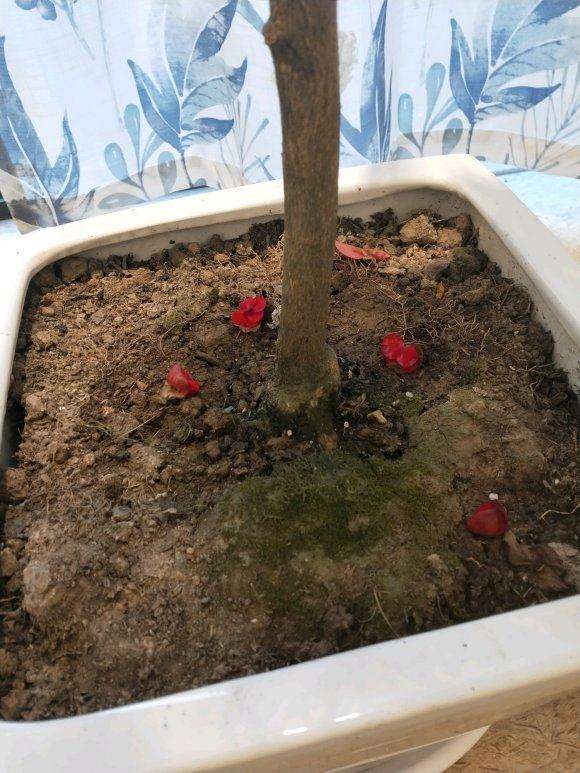 金桔树盆景叶子抽抽