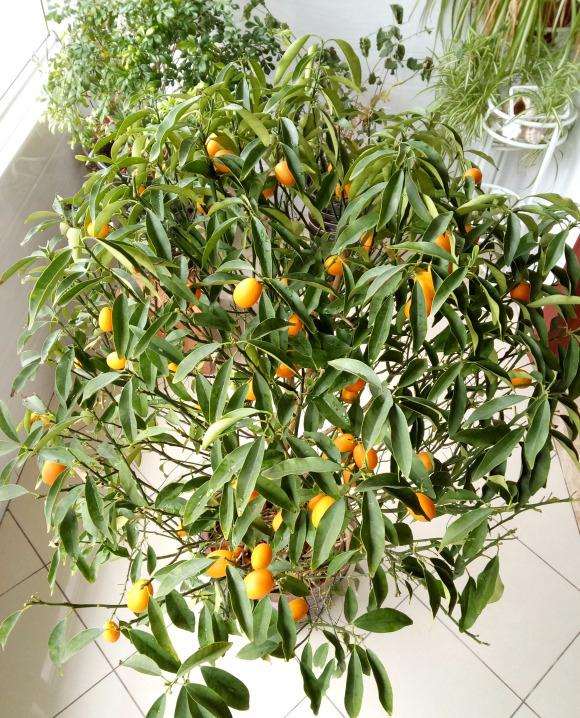 两周前买回来的金桔盆栽