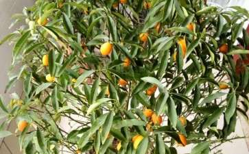 两周前买回来的金桔盆栽 叶子打卷 同袍