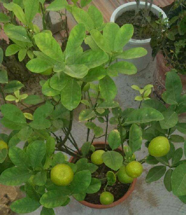 这两棵都是金桔盆栽吗 怎么区别 同袍