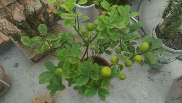 这两棵都是金桔盆栽吗 怎么区别 同袍