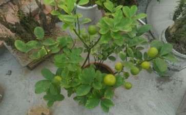 金桔核盆栽种几天能出芽啊 图片