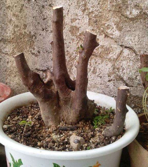 11月份秋季可以挖金桔下山桩吗