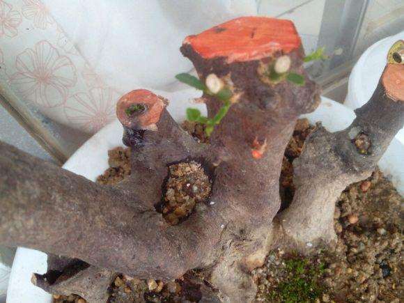 11月份秋季可以挖金桔下山桩吗