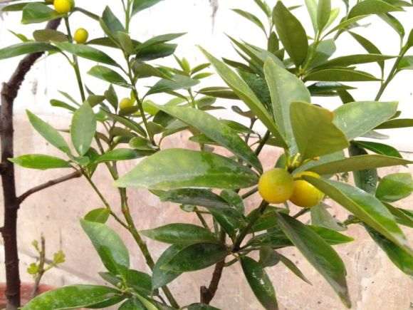 我的金桔盆栽怎么不开花呀